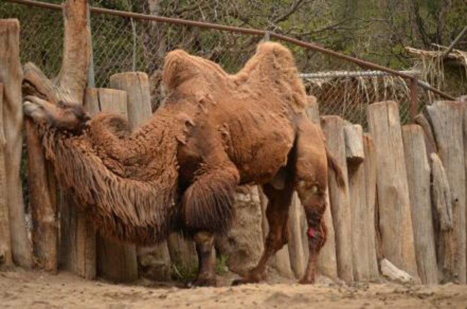 El zoológico antes de Bantú