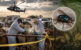 Texas activa emergencia tras detectar una plaga erradicada hace más de 60 años. ¿En qué condados?