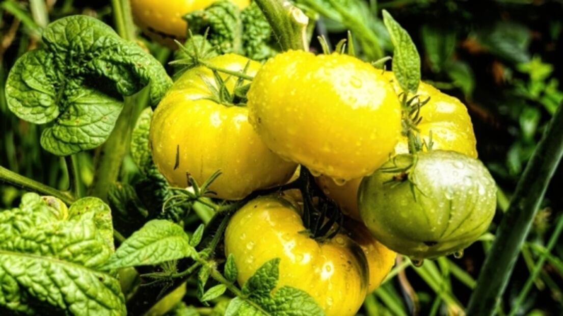 Alimentos que contienen nicotina y no lo sabías