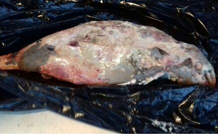 Hallan vaquita marina muerta en Baja California