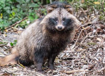 Así es el perro mapache, nuevo “sospechoso” en el origen del coronavirus en China