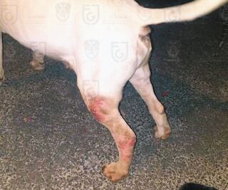 Rescatan a perro pitbull maltratado en casa en Coyoacán