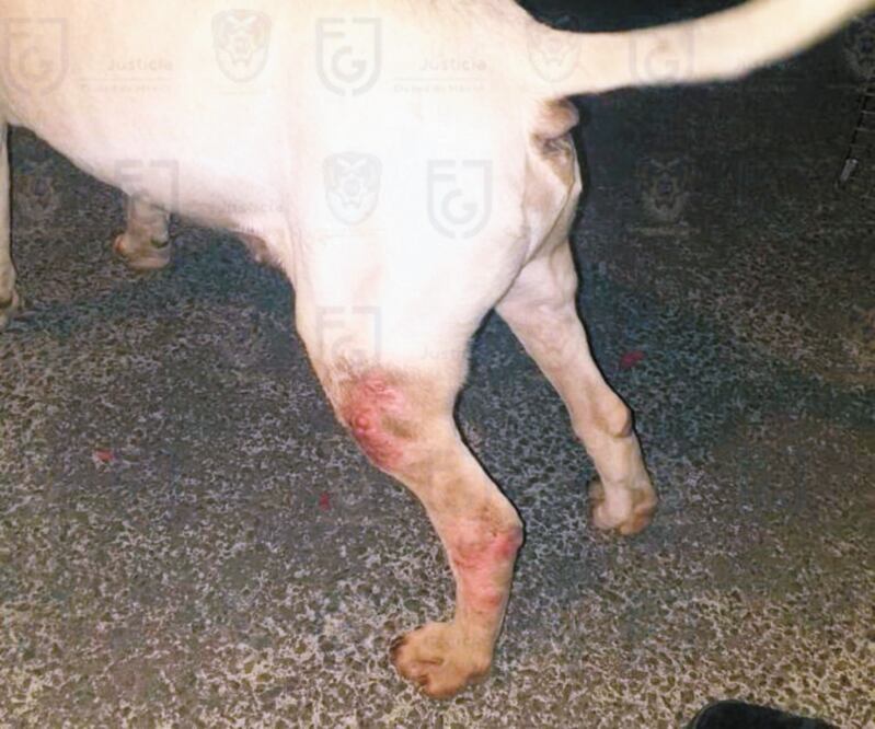 El perro rescatado presentaba laceraciones en las patas. Foto: ESPECIAL