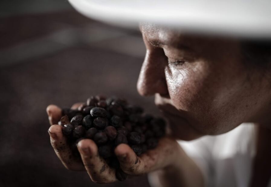 El ancestro del tomate y el café resistieron al fin de los dinosaurios: Investigador
