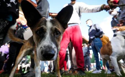 Los abogados que dedican sus días a defender a perros y gatos en los tribunales de Colombia