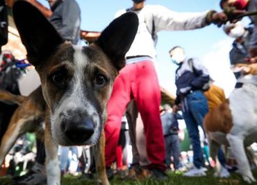 Los abogados que dedican sus días a defender a perros y gatos en los tribunales de Colombia