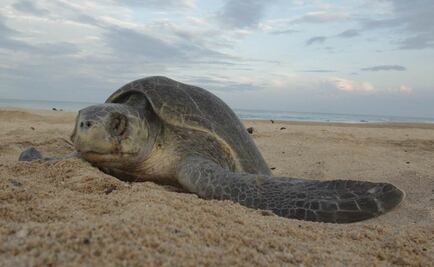 Tortugas golfinas arriban a playas de Acapulco