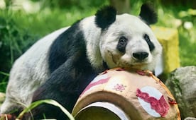 Pandas, los habitantes más viejitos de Chapultepec; conoce a Xin Xin, Fortunata y Venus