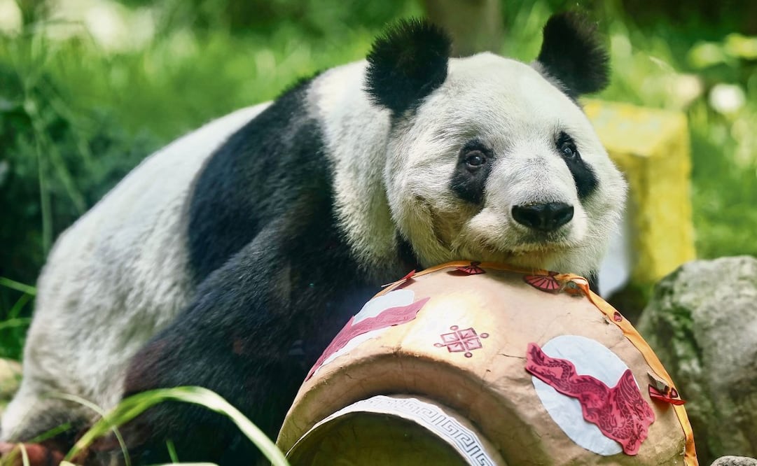 Con 35 años, la última panda gigante de Latinoamérica es la consentida de los visitantes de Chapultepec. Este 1 de julio llegará a los 36 años. Foto: Berenice Fregoso/EL UNIVERSAL
