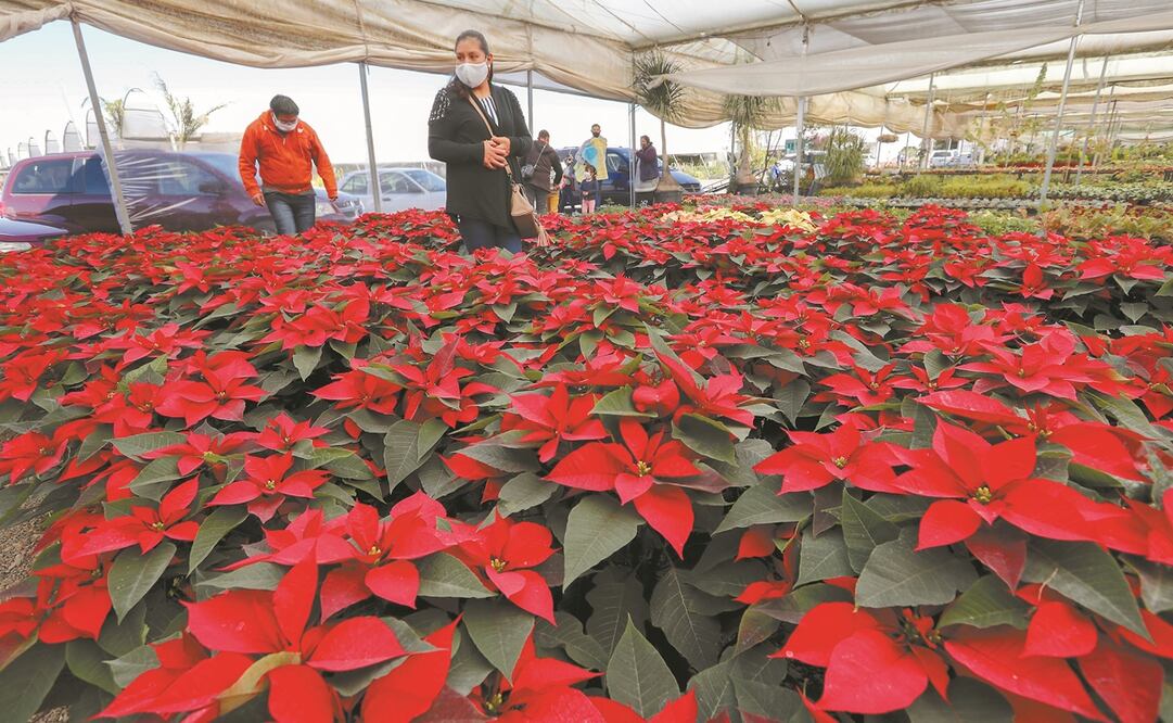 Los productores de nochebuenas esperan que tras la temporada de fin de año puedan recuperar lo invertido en las flores. Jorge Alvarado. EL UNIVERSAL