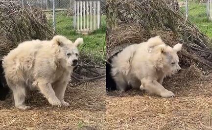 ¡Una ternura! Captan a oso al despertar de hibernación y el video se viraliza