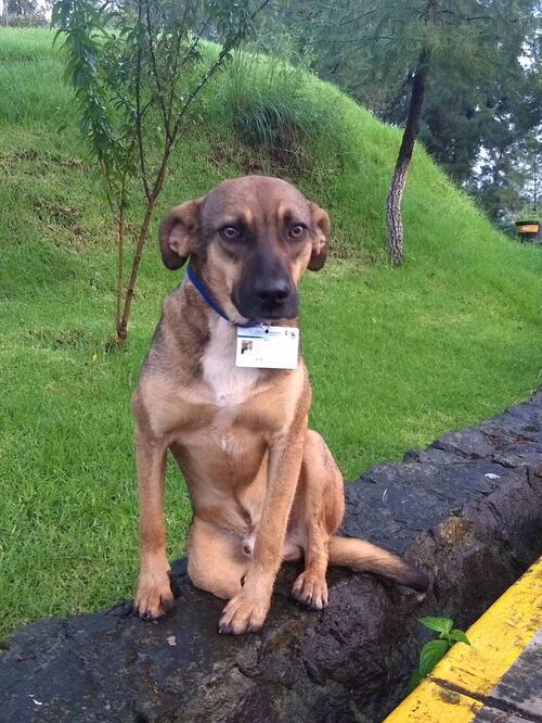Terry, uno de los perros adotpados por el Instituto Tecnológico de Pátzcuaro. Foto: Cortesía de Atheneas Torres