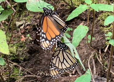 Disminuyó 60% la migración de mariposas monarca en el Edomex, reporta WWF México