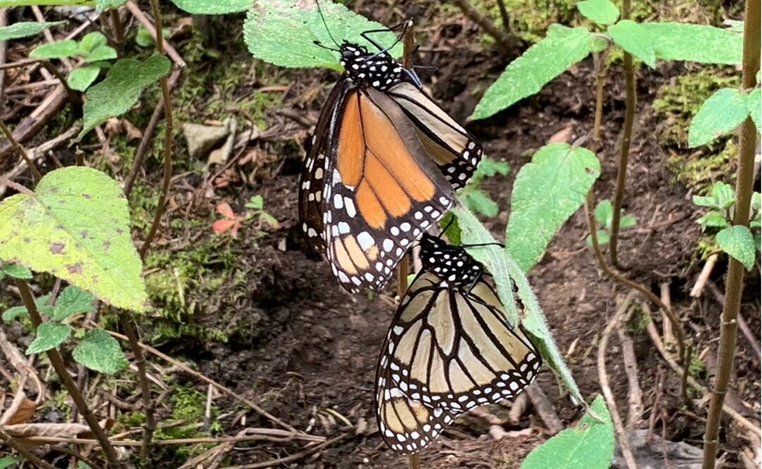 Los dos santuarios que no tuvieron llegada de la mariposa son Piedra Herrada y El Capulín, ubicados en Donato Guerra y Temascaltepec. Foto: Claudia González