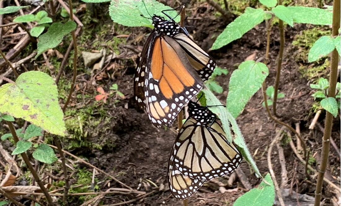 Los dos santuarios que no tuvieron llegada de la mariposa son Piedra Herrada y El Capulín, ubicados en Donato Guerra y Temascaltepec. Foto: Claudia González
