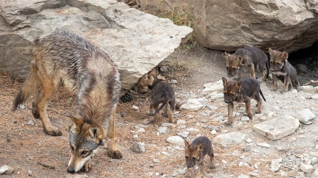 Lobo mexicano. Foto: Especial