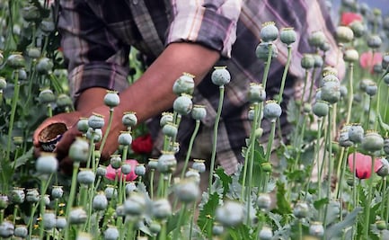 Pobreza revive siembra de amapola