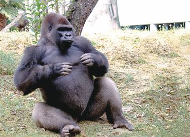 Sin definir, la causa de la muerte del gorila 'Bantú'