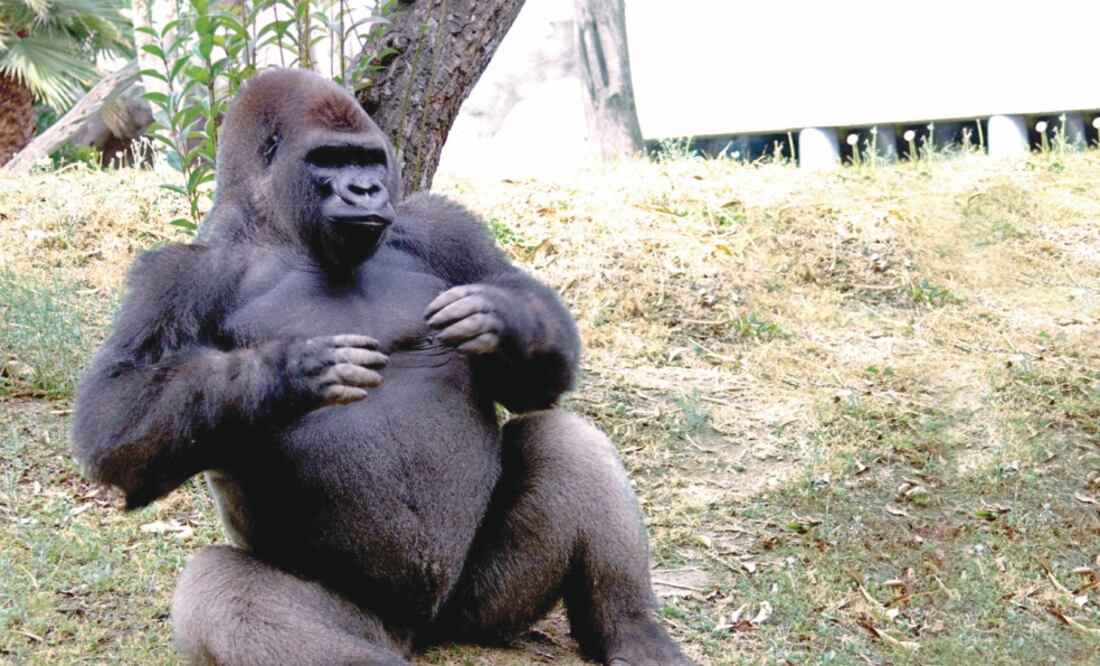 Luego de la muerte del gorila, la Profepa investiga si hubo negligencia médica o error humano en la aplicación de la anestesia (ARCHIVO EL UNIVERSAL)