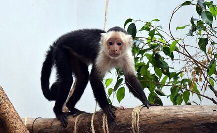 ​Mono capuchino, sano pero estará en cuarentena 3 meses: Sedema