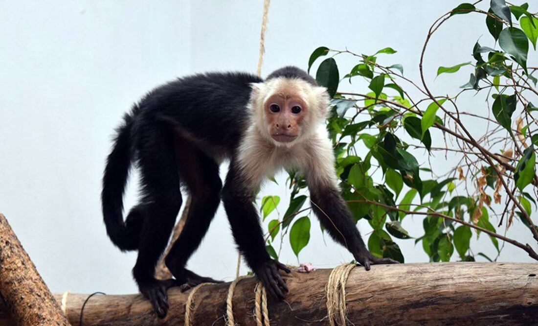 (Foto: Especial / Sedema)