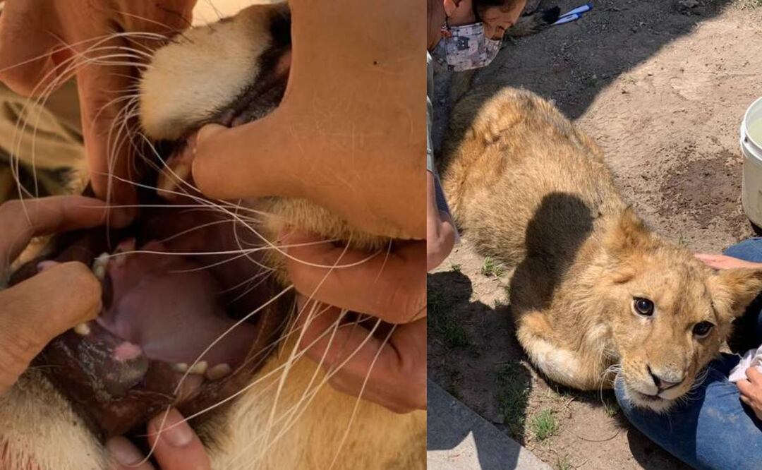 Foto: Médico veterinarios cuidando al león africano de seis meses de edad