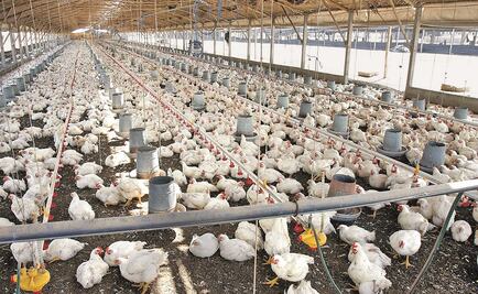 Hong Kong suspende importación de pollo de Guanajuato por gripe aviar