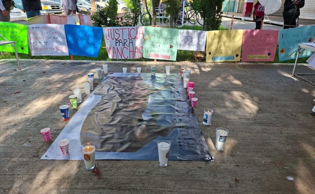 Exigen justicia para la perrita Manchas en Zacatecas (18/08/2025). Foto: Especial