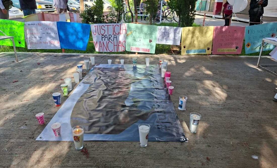 Exigen justicia para la perrita Manchas en Zacatecas (18/08/2025). Foto: Especial