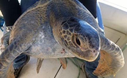 Rescata Profepa tortuga atrapada en red para totoabas