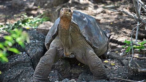 Tortuga de las Islas Galápagos podría tener la clave sobre la longevidad