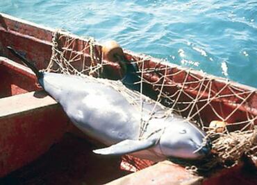 WWF exige detener tráfico de totoaba