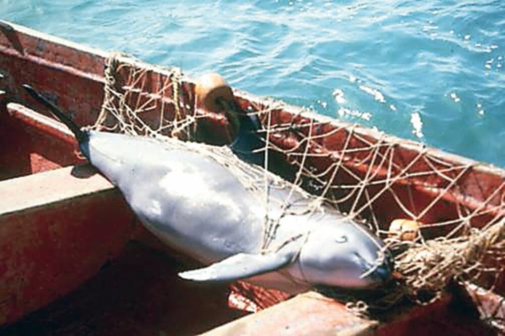 Error. La vaquita marina está al borde de la extinción porque queda atrapada en redes de enmalle para capturar totoaba. (Archivo. EL UNIVERSAL)