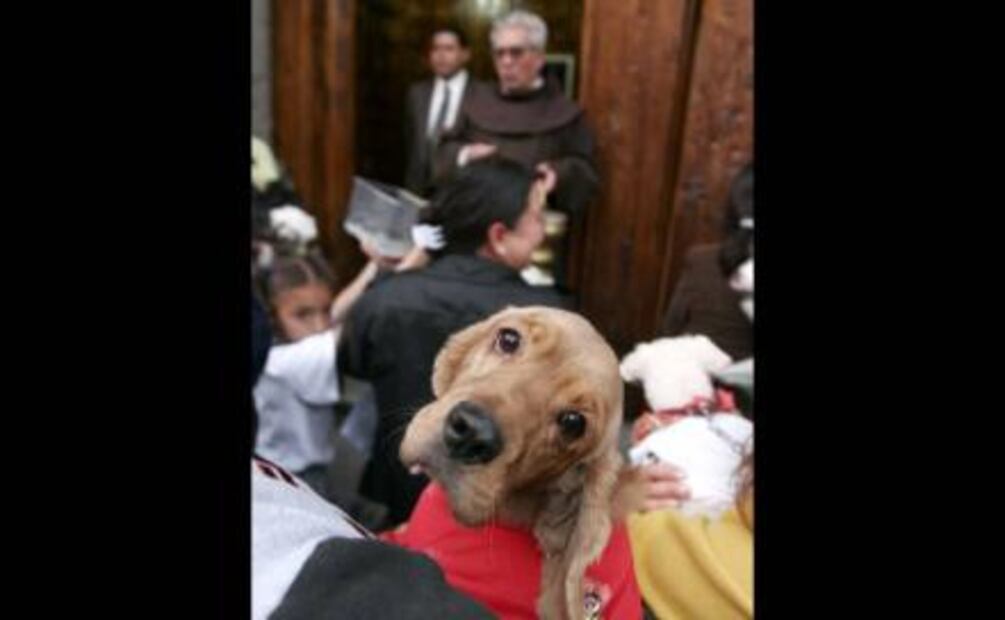 Antonio Abad, el santo que curó la ceguera de animales