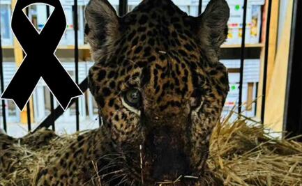 Muere “Pacus”, jaguar rescatado en Pacula, Hidalgo