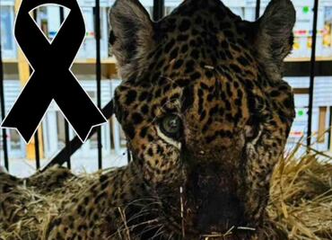 Muere “Pacus”, jaguar rescatado en Pacula, Hidalgo