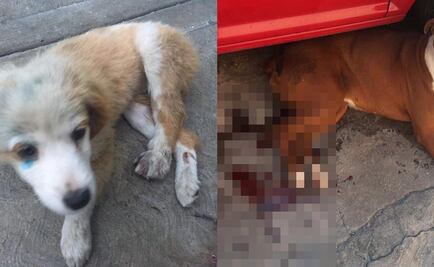 Exhiben a sujetos acusados de atropellar a perros en Iztapalapa 