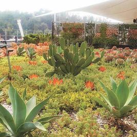 Azoteas verdes para refrescar las grandes urbes