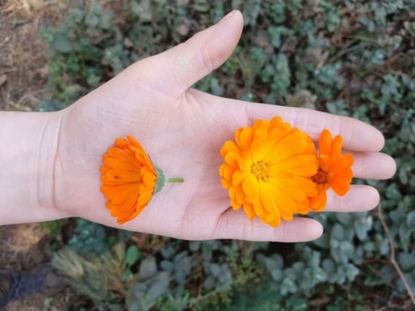 Conoce Monstruo de Agua, una cervecería artesanal comprometida con el medio ambiente