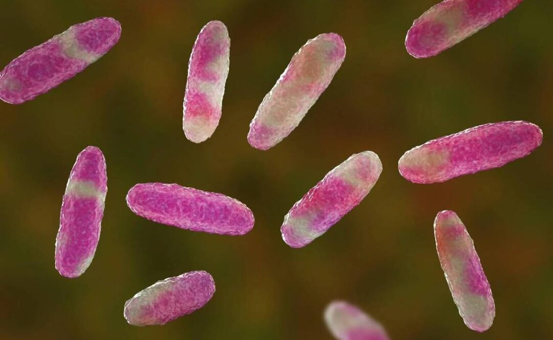 Preocupación sanitaria por una bacteria resistente en hospitales. Foto: Pixabay