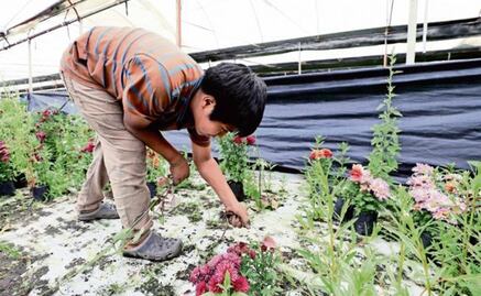 According to INEGI, 1.7 million children in Mexico work