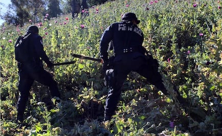 PF destruye millones de bulbos de amapola en Guerrero