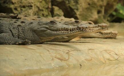 Morena busca prohibir comercialización de animales exóticos y uso de sus pieles