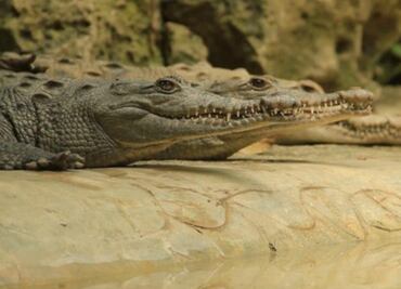 Morena busca prohibir comercialización de animales exóticos y uso de sus pieles