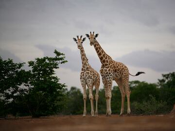 Las jirafas están en riesgo de extinción