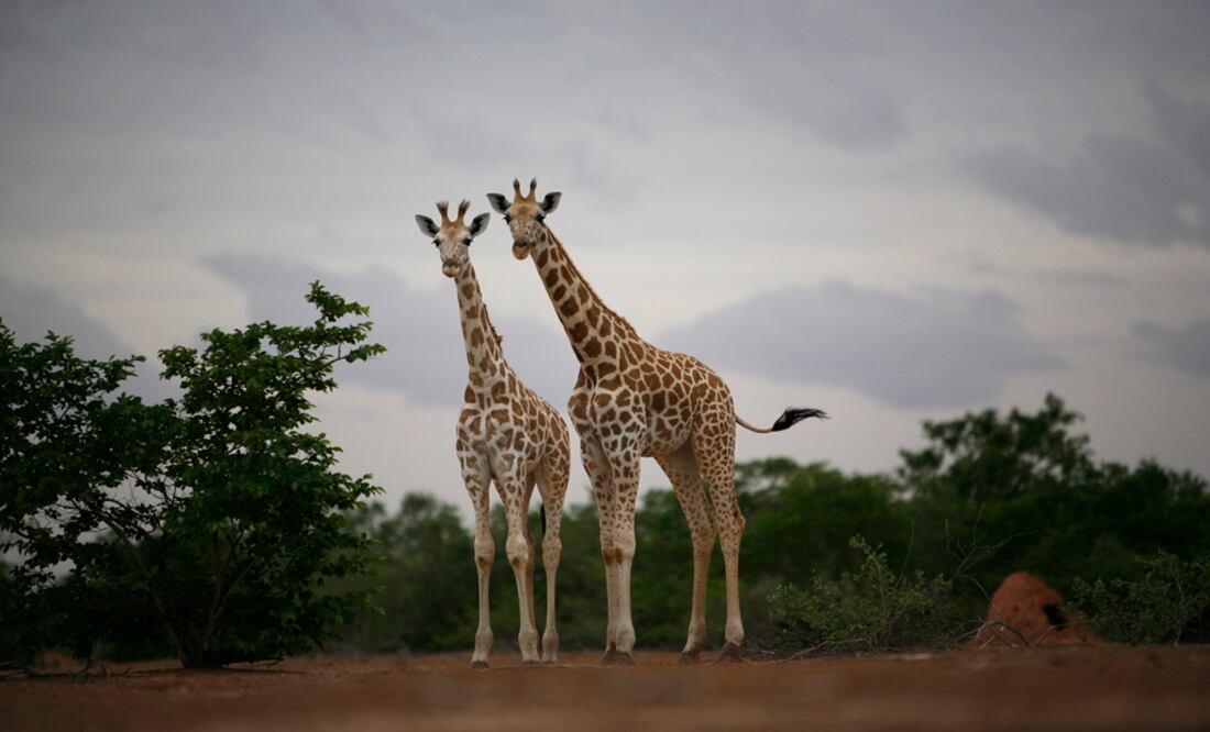 (FOTO: Archivo/EL UNIVERSAL)