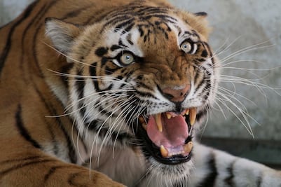 Cuidador de un zoo chino que vendía "vino de tigre" muere atacado por felino
