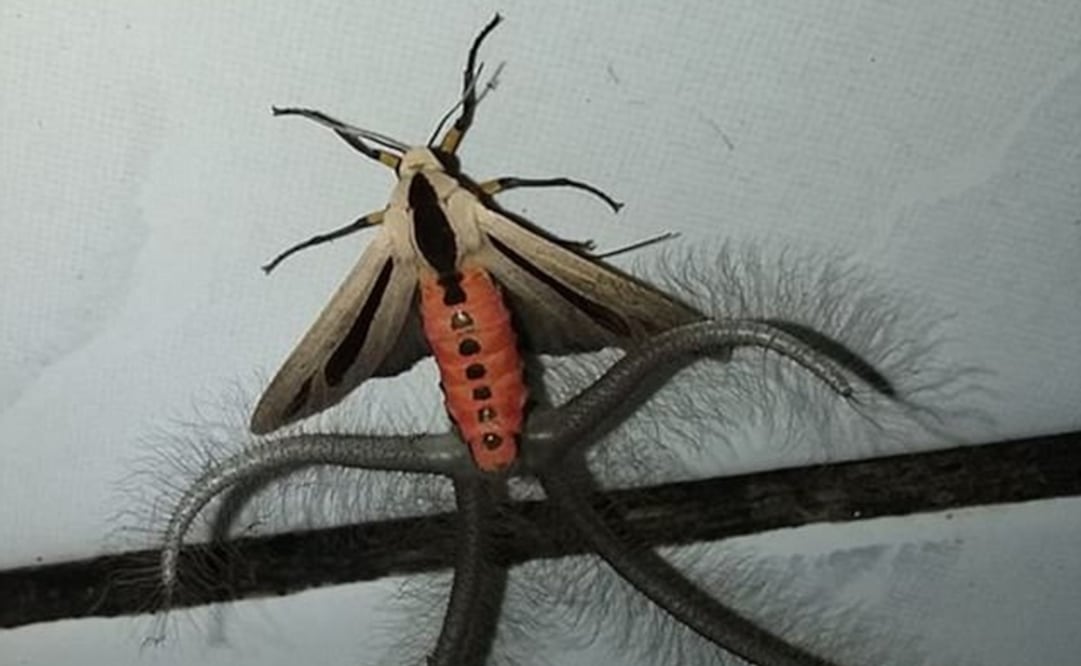 (FOTO: Tomada de Facebook)