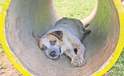 Cae hombre acusado de envenenar 14 perros en Hidalgo