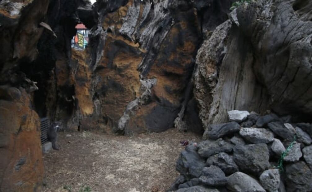 La leyenda del árbol de la Noche Triste a 40 años de su incendio